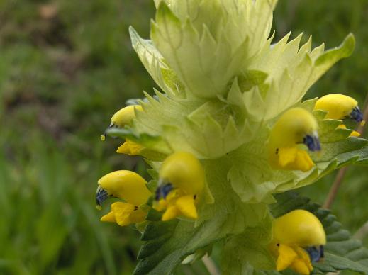 Rhinanthus alectorolophus (Scop.) Pollich